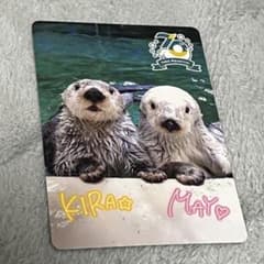 カワウソ 70周年記念カード KIRA MAY 鳥羽水族館のサムネイル