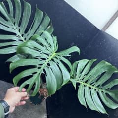 モンステラデリシオーサマクロコズム超希少系統鉢植え76㎝ - メルカリ