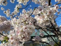 岡本様専用のサムネイル