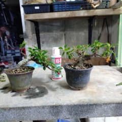 小葉ガジュマルのサムネイル