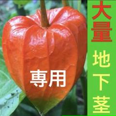 ホオズキ様 楽天市場】ほおずき ホオズキ 鬼灯 【 風鈴付き 鉢植え 5号鉢 5