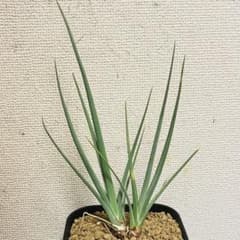 激レア　ドラセナ セルラータ　 二頭 希少 観葉植物　抜き苗 激レア ドラセナ セルラータ 二頭 希少 観葉植物 抜き苗 - メルカリ