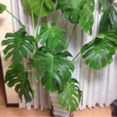 返金ページのサムネイル