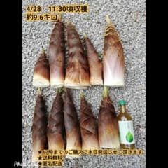 Thumbnail of 【茨城県産】【無農薬】 タケノコ　筍　約9.6キロ