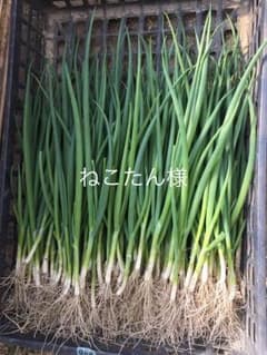 ネギ苗のサムネイル