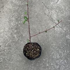 Plant Market プロフ参照 ༅様 リクエスト 2点 まとめ商品のサムネイル