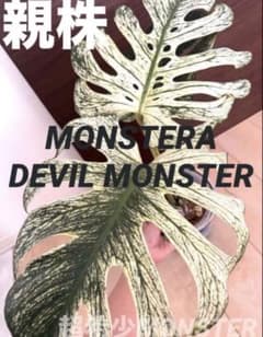 MONSTERA DEVILMONSTERモンステラ デビルモンスター トップ茎 - メルカリ