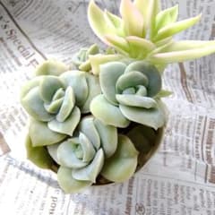 多肉植物 ラブリーローズ ベビーサンローズ 抜き苗のサムネイル