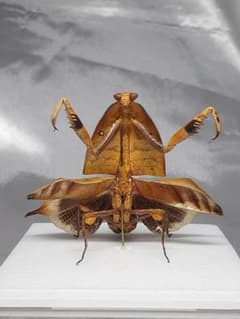 マルムネカレハカマキリ雌 立体標本 - メルカリ