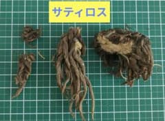 ラナンキュラスラックス サティロス 球根４個のサムネイル