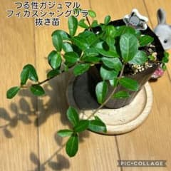 つる性ガジュマル フィカスシャングリラ 抜き苗 根付き ポチャッコ