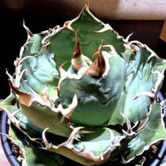 Agave 白鯨 スーパーボール 極上株 LED管理 大株 - メルカリ
