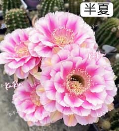 47−半夏 新品種花サボテン エキノプシス属 花10-12cm カキコ - メルカリ