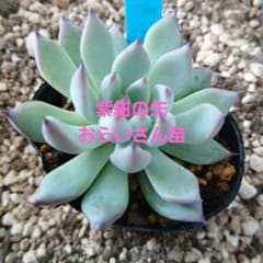 多肉植物　紫紺の矢　おらいさん苗のサムネイル
