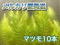 マツモ10本　無農薬栽培のサムネイル