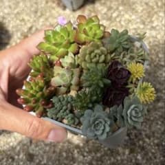 多肉植物　寄せ植えセットのサムネイル