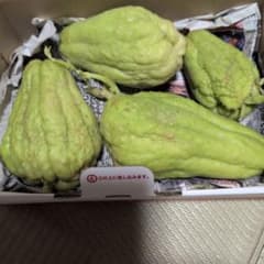 はやとうりの種　 4個セット ヤーコンの芽出し種のサムネイル