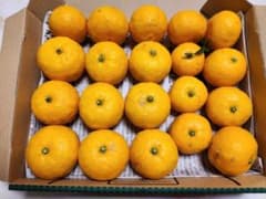 採れたて柚子 約20個のサムネイル