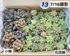 さと様 リクエスト 2点 まとめ商品のサムネイル