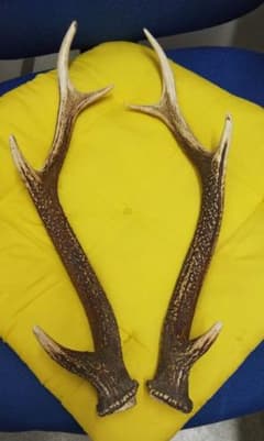 鹿角のサムネイル