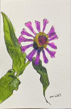 水彩画 百日草のサムネイル