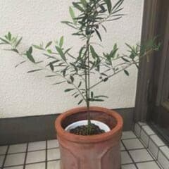 オリーブの木　ルッカ　イタリア原産　№7のサムネイル