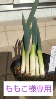 高糖度宿根ネギさつき姫5本入りのサムネイル