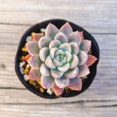 シスベリー　多肉植物のサムネイル