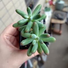 ファットスター 2苗 カット苗 多肉植物