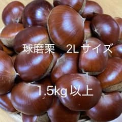 栗 2L 球磨栗 生栗 国産 熊本県産 1.5kg以上のサムネイル