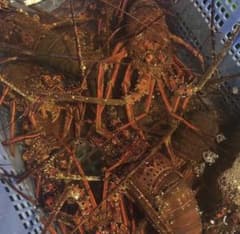 和歌山県産活け伊勢海老1 キロ - メルカリ