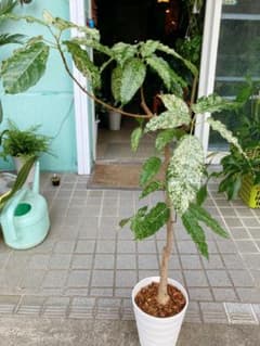 フィカス　ビレンス（スノーストーム）　希少　送料無料 m21065786229_1.jpg?1751459433