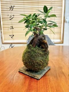 ★ガジュマルの苔玉★ミステリアス★独創的な振る舞い★良苗★大きいサイズ★のサムネイル