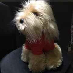 ぬいぐるみ　犬　いぬ　垂れ耳　FIRST×CELINE❣️ ぬいぐるみ 犬 いぬ 垂れ耳 Sandy レトロ❣️ - メルカリ