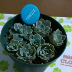 多肉植物 ♥七福神　抜き苗とカットのサムネイル