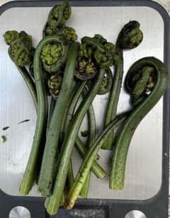 兵庫県産 天然 山菜 オニヒカゲワラビ 約2kg m21076971283_1.jpg?1712987371