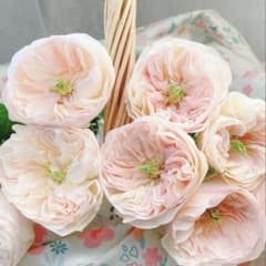 薔薇　バラ苗　開花中苗　DAローズ　挿木苗3年目　Charit* 薔薇 バラ苗 開花中苗 DAローズ 挿木苗3年目 Charit* - メルカリ