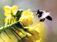 ◇「高島農蜂園」の日本みつばち100％の蜂蜜「千花蜜（せんかみつ