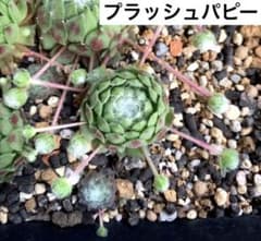ハル様　ご確認用のサムネイル