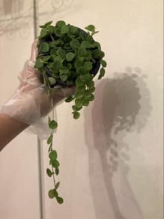 Hoya セルペンス花座付き - メルカリ