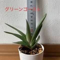 ガステリア　グリーンゴーストのサムネイル