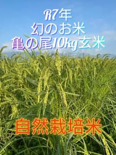 令和7年 自然栽培米 亀の尾10kg玄米 - メルカリ