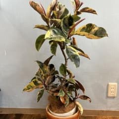 m21102972629_1.jpg?1716044748