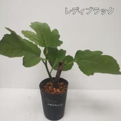 いちじく苗 レディブラック CDDN 1鉢 - メルカリ
