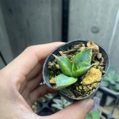 アガベ覇王竜錦斑入り抜き苗発送 - メルカリ