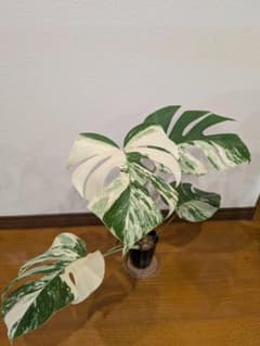 希少品種！斑入りモンステラ1鉢 ボルシギアナホワイトタイガー 新芽