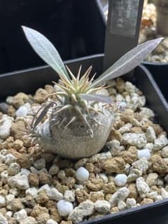 EMP サンセベリア マーシャアンジャニ / SA317 | Shop at Mercari from