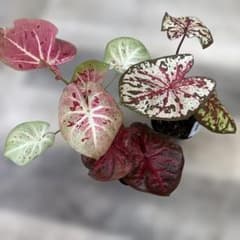 カラジウム3品セットのサムネイル
