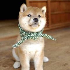 もちこ様のサムネイル