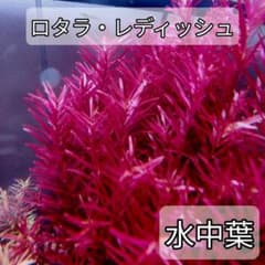 ロタラ・レディッシュ 水中葉20本のサムネイル